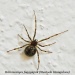 Study of the building inhabitant spiders in Cluj-Napoca